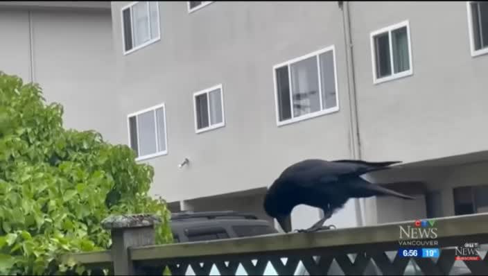 The recovered crow perched on a wooden fence.