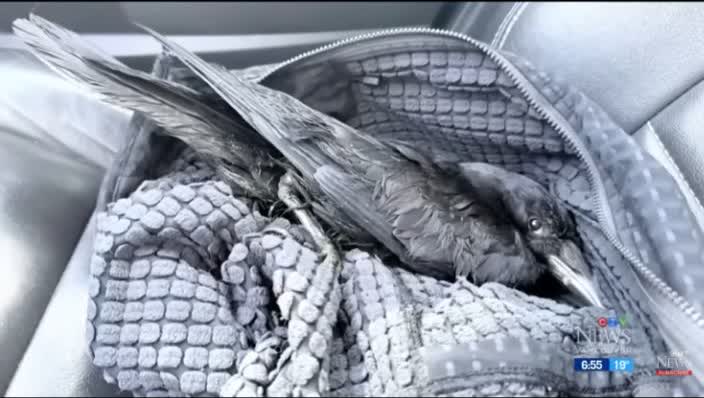 The injured crow nestled in fabric after being rescued.